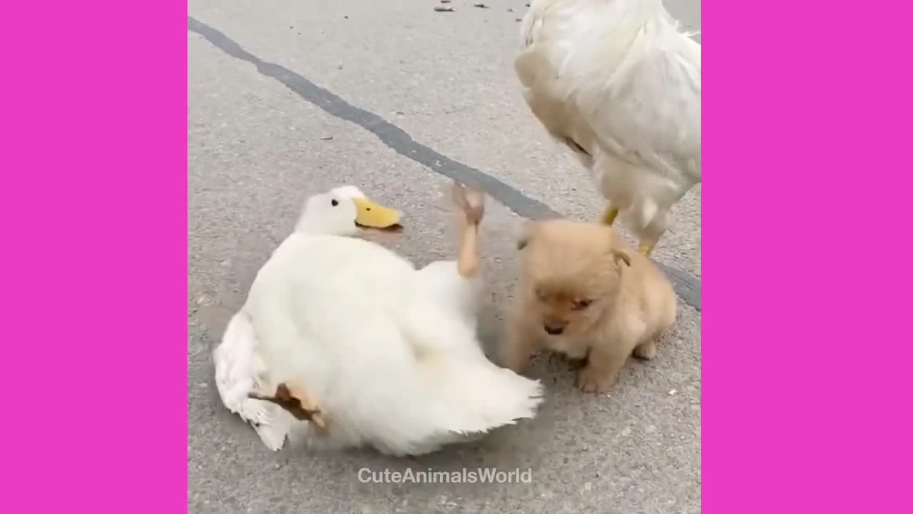 Funny cats compilations 2022