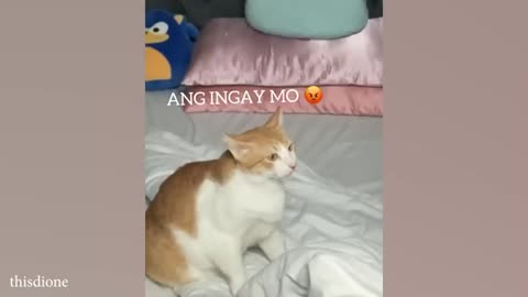 Cat HATES It When Owner Sings The Wrong Song 🤣