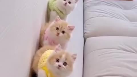 Cute cat 😺 Reaction