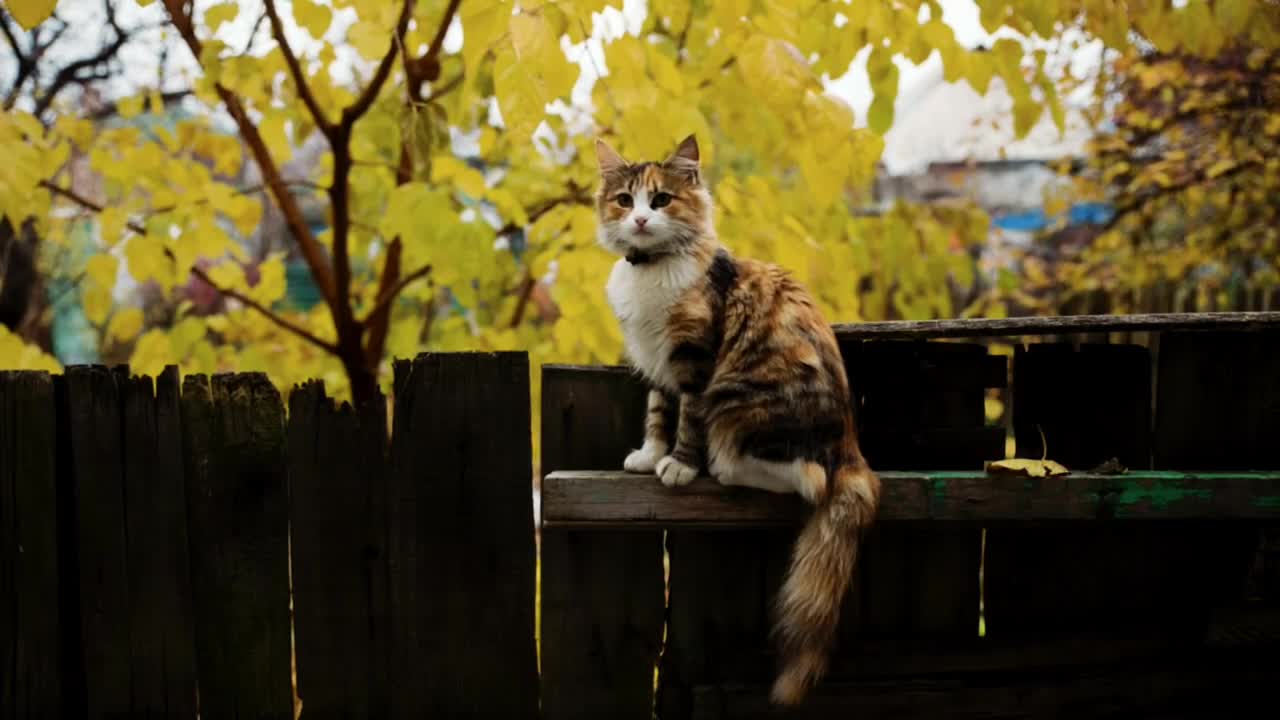 An elegant little cat, looking quietly into the distance like a gentleman