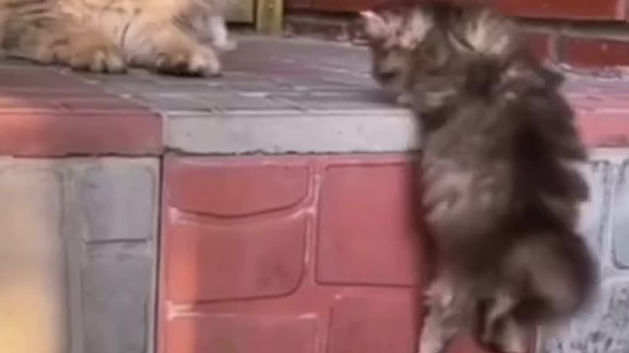 Funny cats video make your day