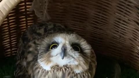 BEARDED OWL AND SWAMP OWL