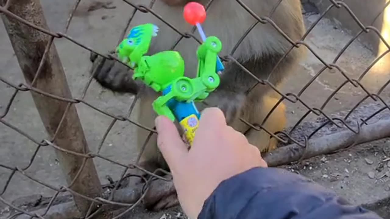 Monkey takes lolypop