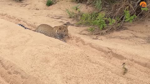 Innocent baby bird walk up with leopard 🐆 crazy ending