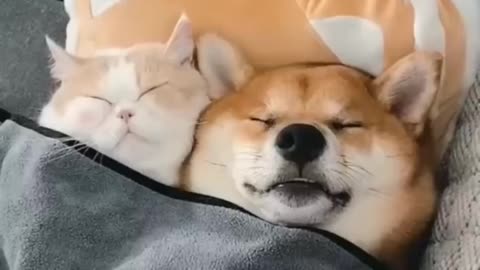 Cat & Dog: Unlikely Friends