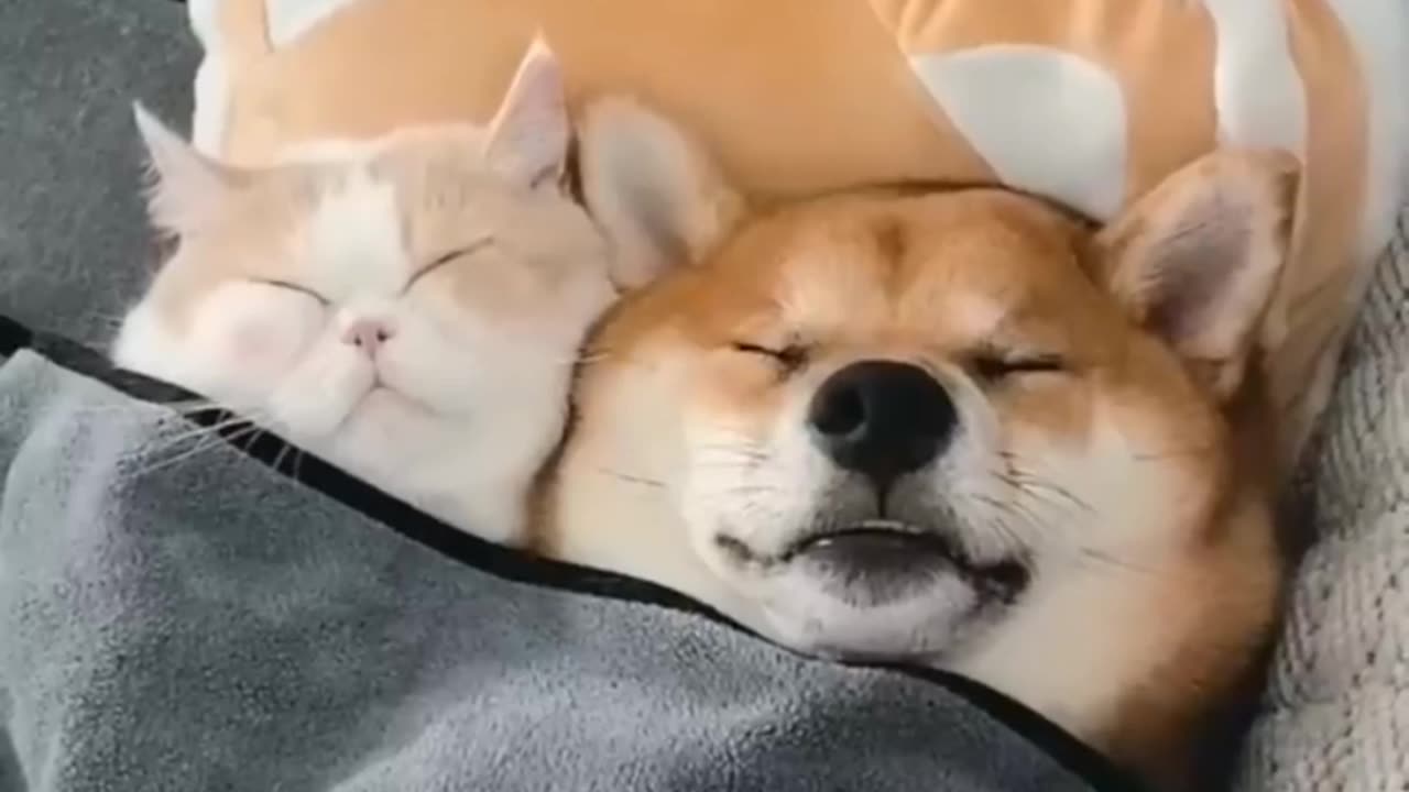 Cat & Dog: Unlikely Friends