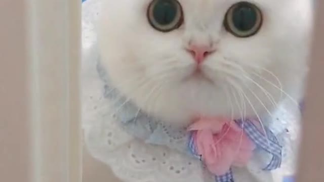 Cute cat video 😍😍