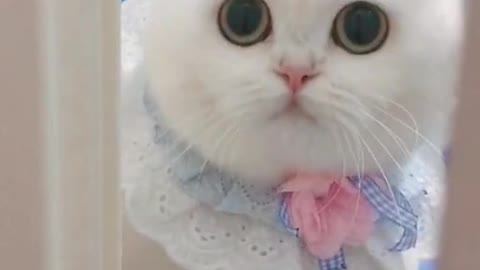 Cute cat video 😍😍