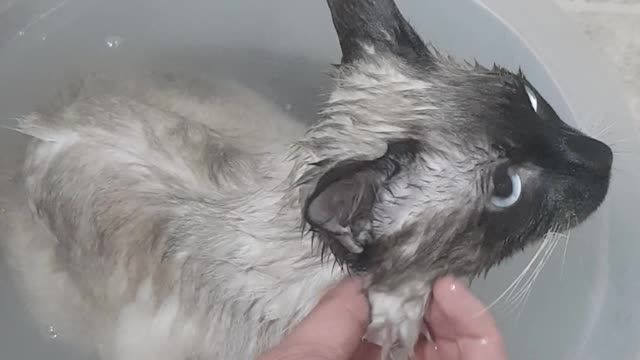 cat taking a bath