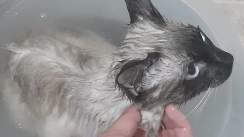 cat taking a bath