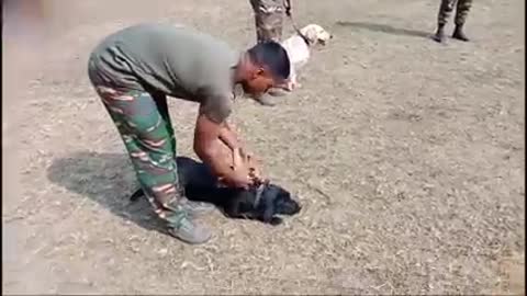 Army dog training videos