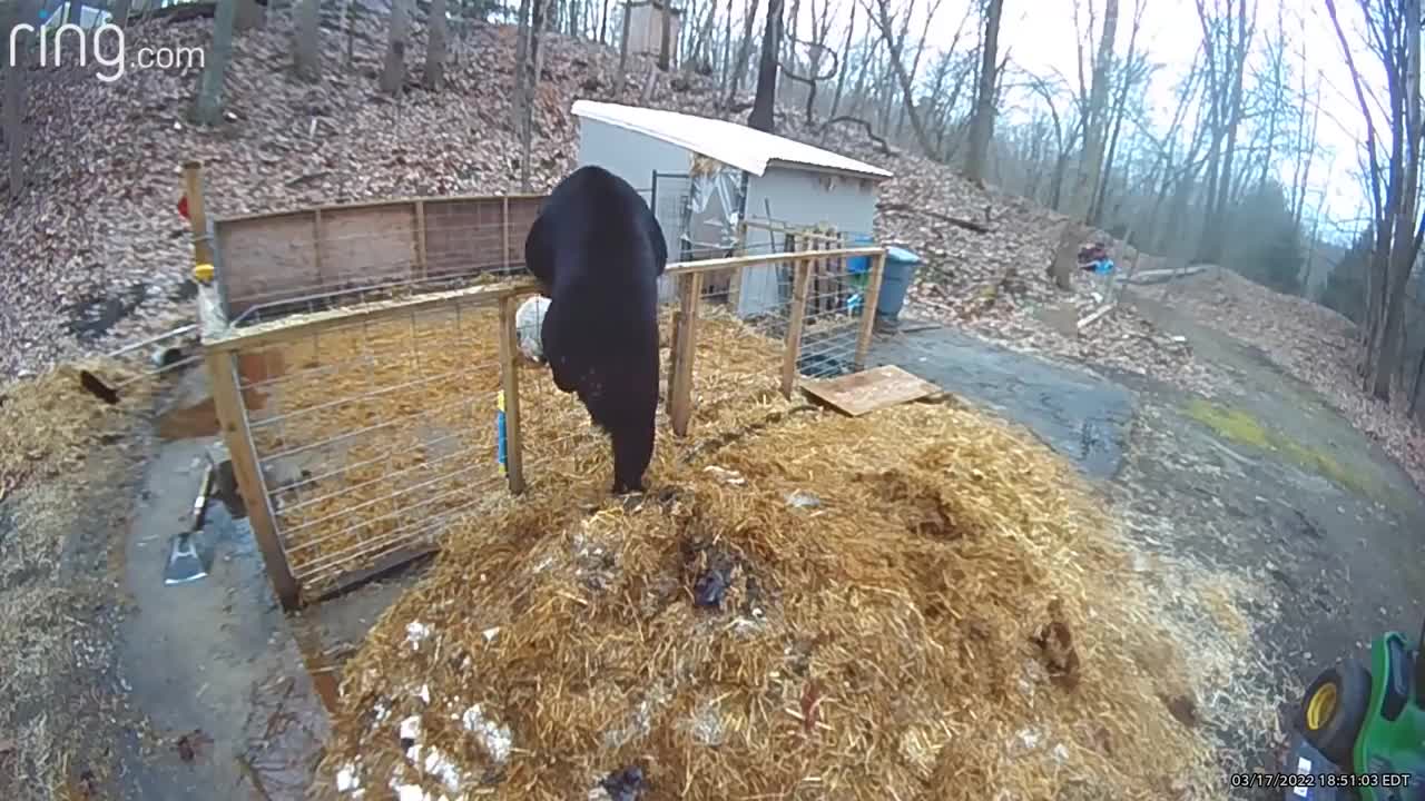 Pigs Fight off Hungry Black Bear || ViralHog