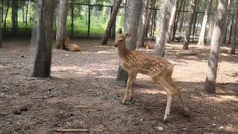 Floret deer