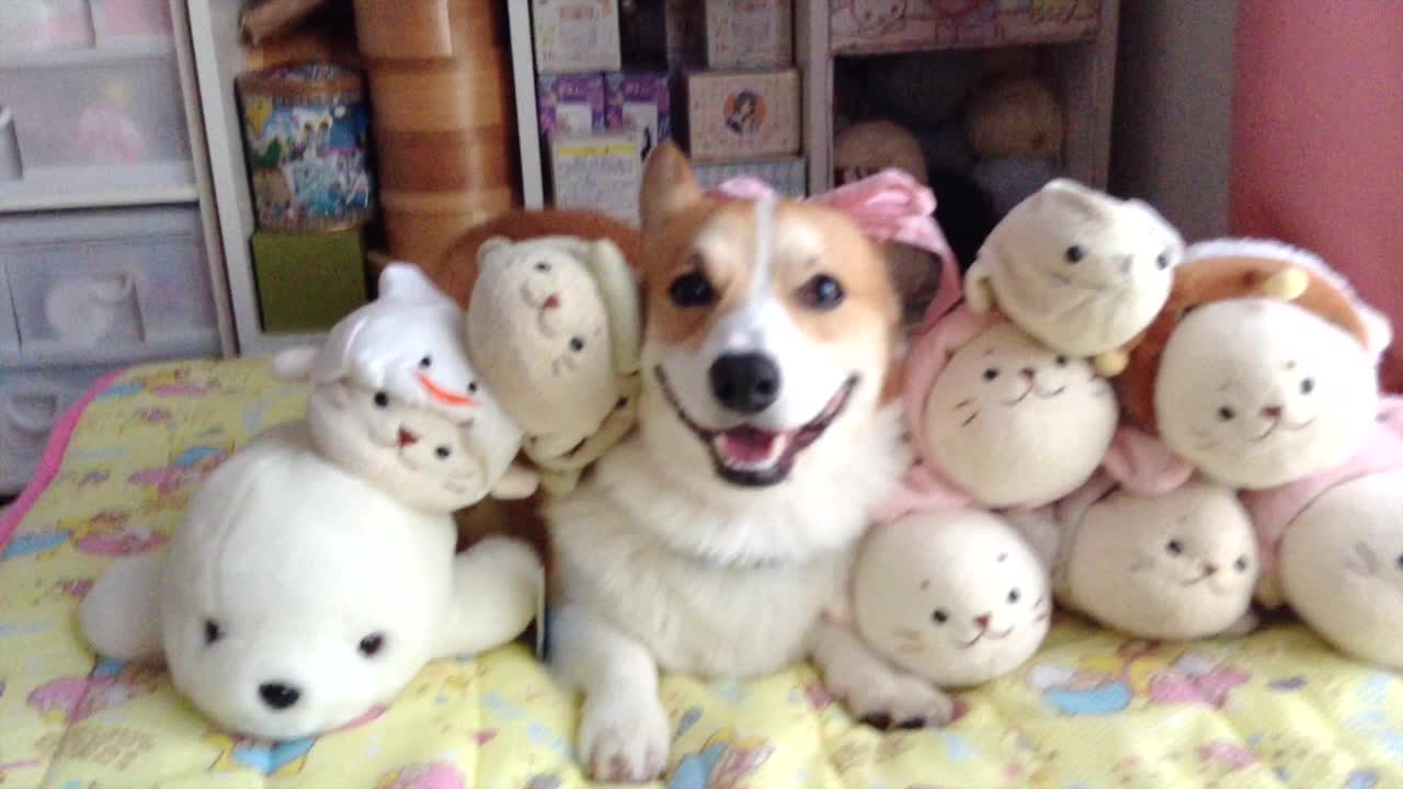 This Corgi is guaranteed to make you smile!