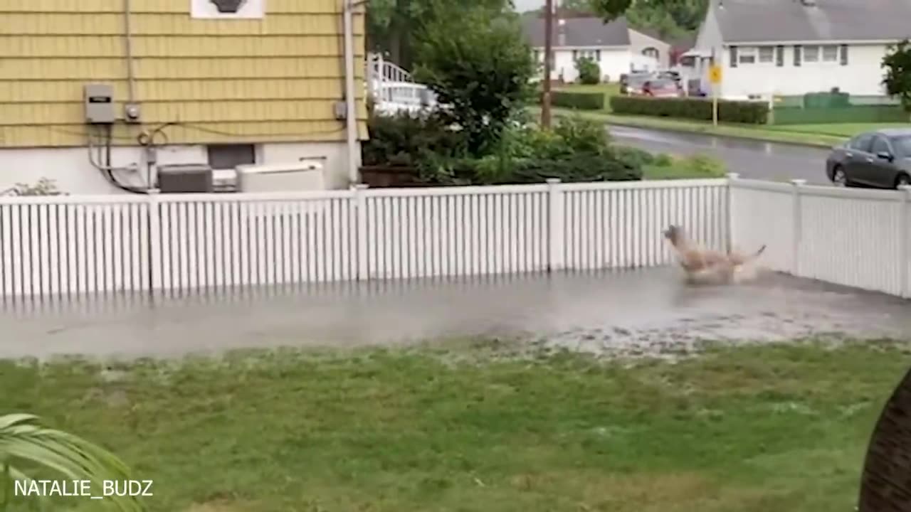 Funniest Dogs Playing with Water