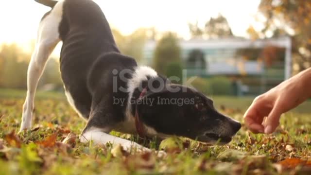 Angry dog . Black-and-white mutton grins his teeth, does not allow to take her apple from her.