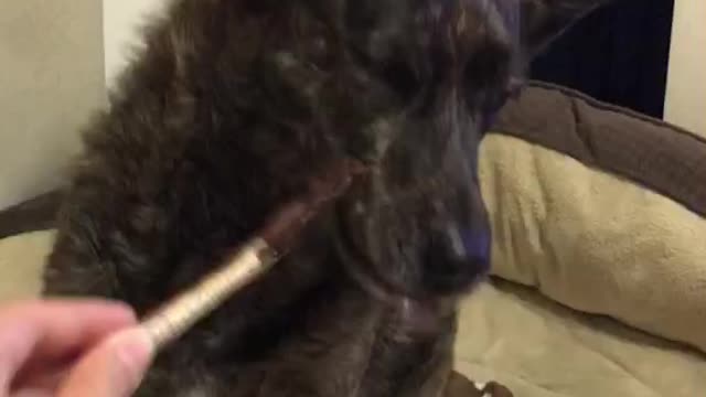 Dog eating lollipop