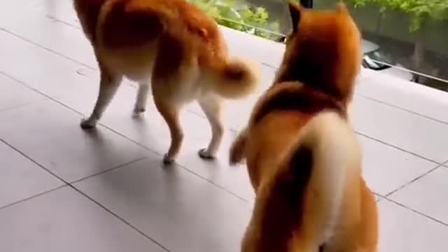 Funny animal video part 1
