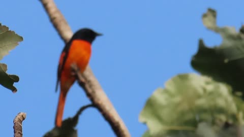 Orange minivet Male bird in kerala