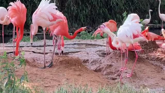 Flamingos