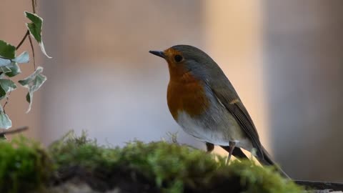 robin red bird nature forest