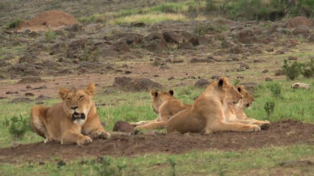 Pride of Lions resting on the savanna