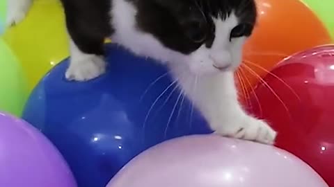 Cat's sense of balance