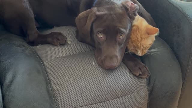 Stanley Gives Reluctant Cat a Tongue Bath