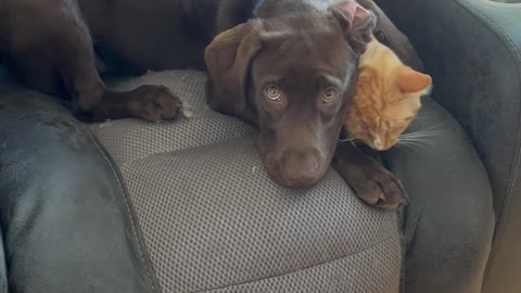 Stanley Gives Reluctant Cat a Tongue Bath