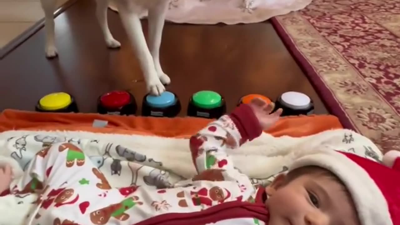 🐶 dog education video entertainment