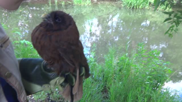 Petting a Friendly Owl