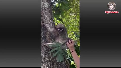 Funny video
