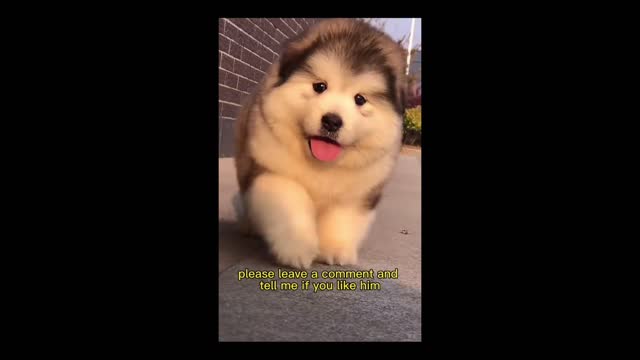 Jasper The Puppy