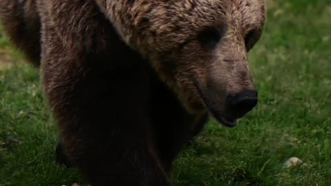 Animal impression wild animal brown bear