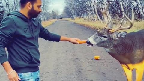 a visitor feeds the deer