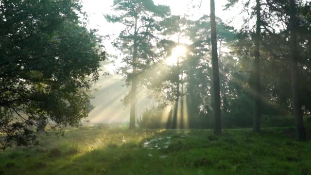 foggy forest/NATURECLIP