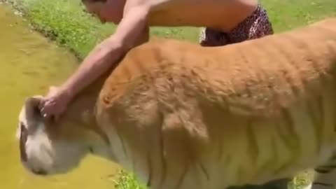 best of funny animals