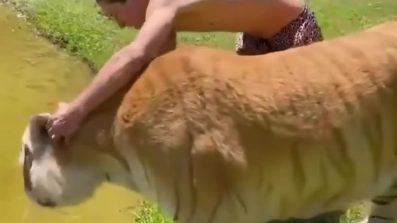 best of funny animals