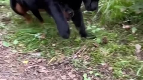 Panther Vs Rottweiler 🐈‍⬛🐕