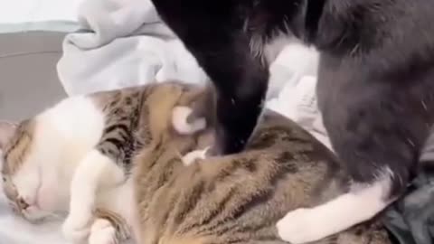 Cute and funny cat videos to keep you smiling!