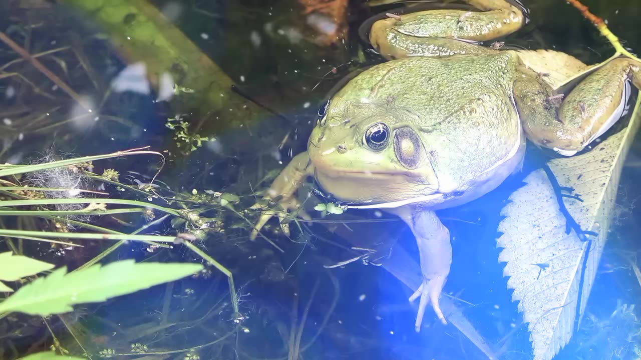 "Wildlife Wonders: Amazing Animal Encounters in the Wild | Rare Moments Caught on Camera"