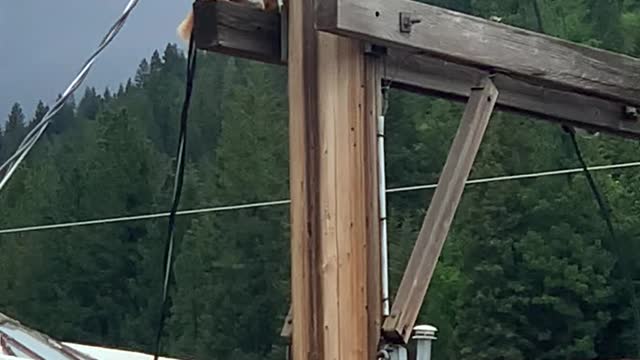 STUPID CAT STUCK ON HIGH VOLTAGE WIRE