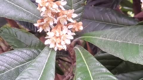 Loquat #Trees are #Blooming