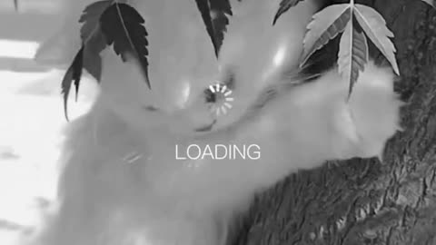 Cute and funny cat video.