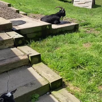 Goat out of your comfort zone