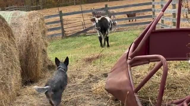 This damn steer is out again
