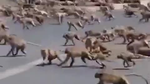 Monkeys gang vs dogs gang