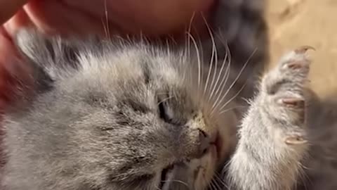 Cute kitten gets a second shot at life! 🥺