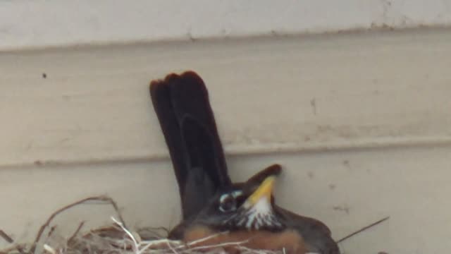 Robin Nesting