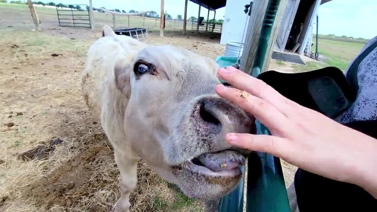 Dwarf calf still loves his treats a year after being rescued